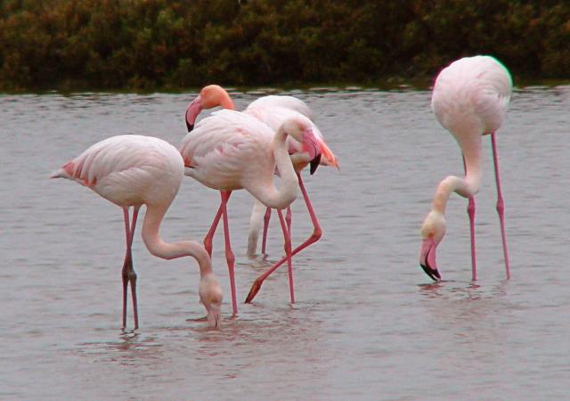Flamencos