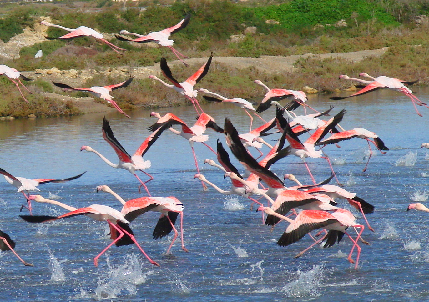 Vuelo de flamencos