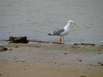 Gaviota de pata amarilla