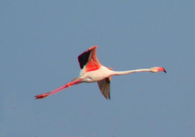 vuelo solitario 2