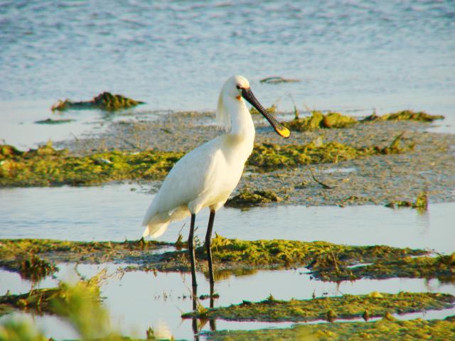 Espátula