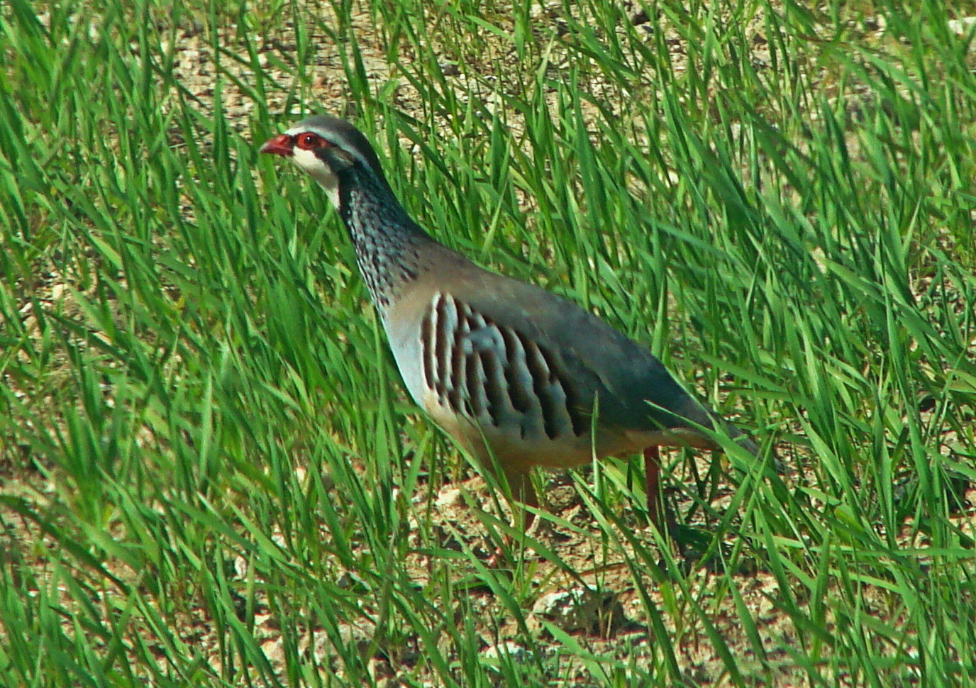 Perdiz