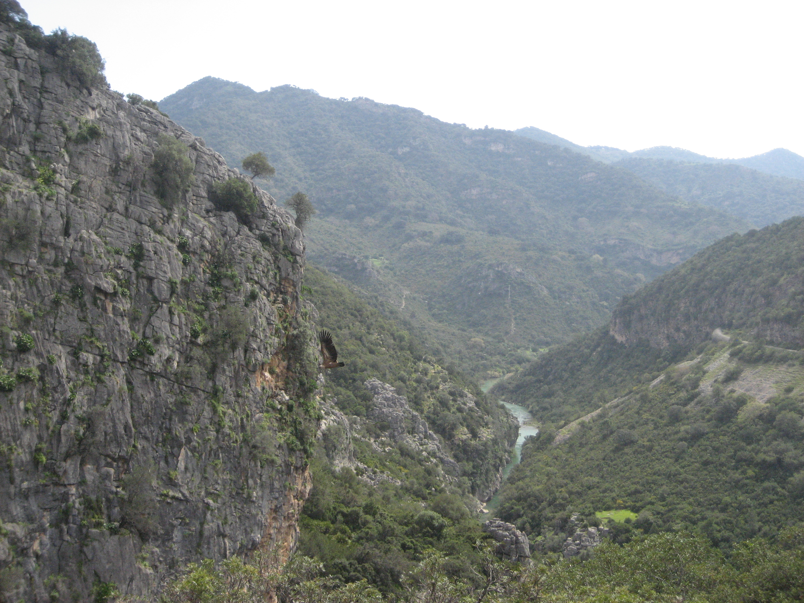 buitre en el cañon