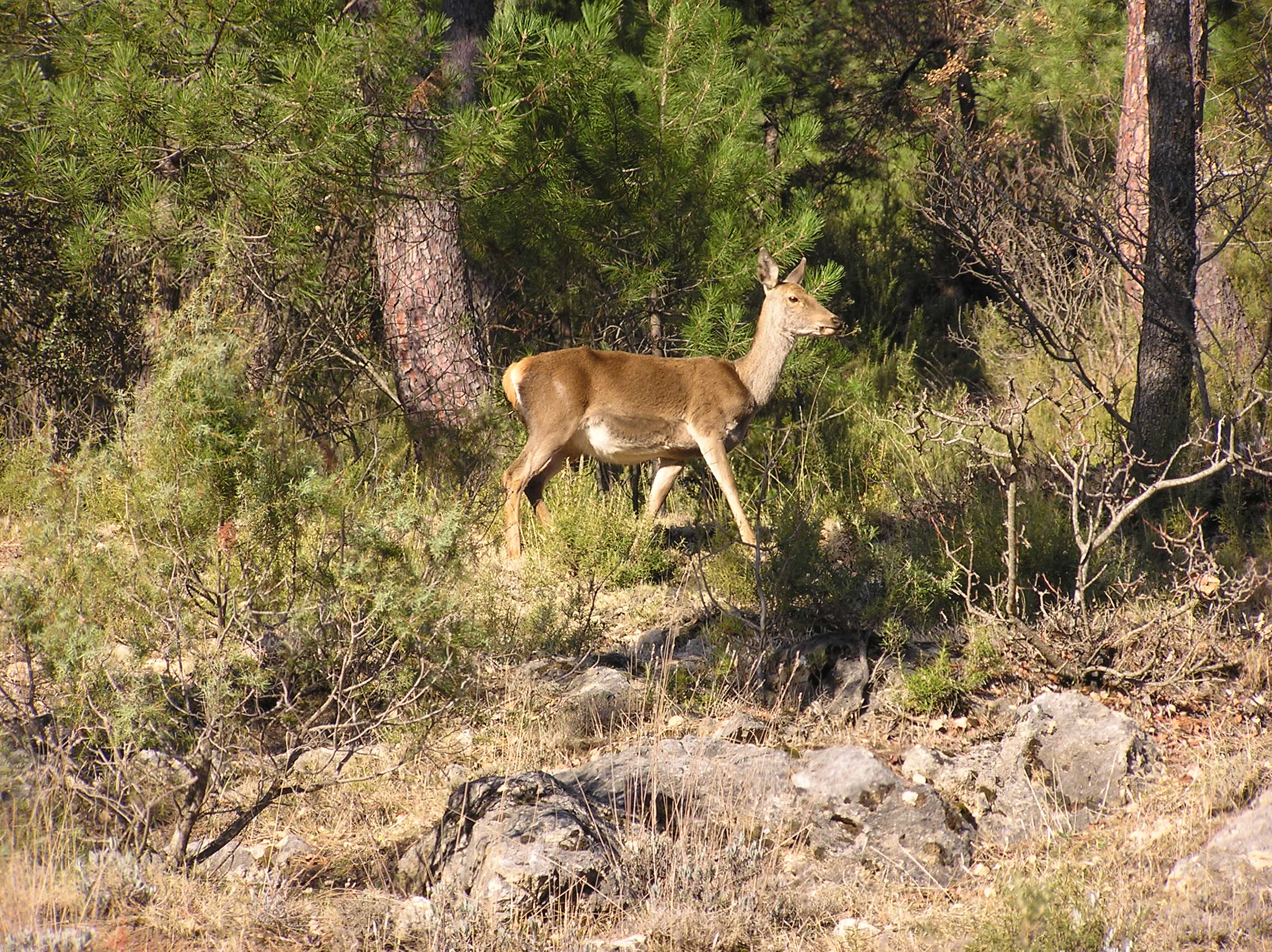 CAZORLA.