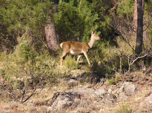 CAZORLA.