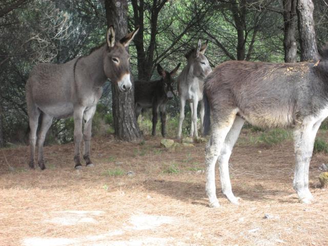 burritos en charco redondo
