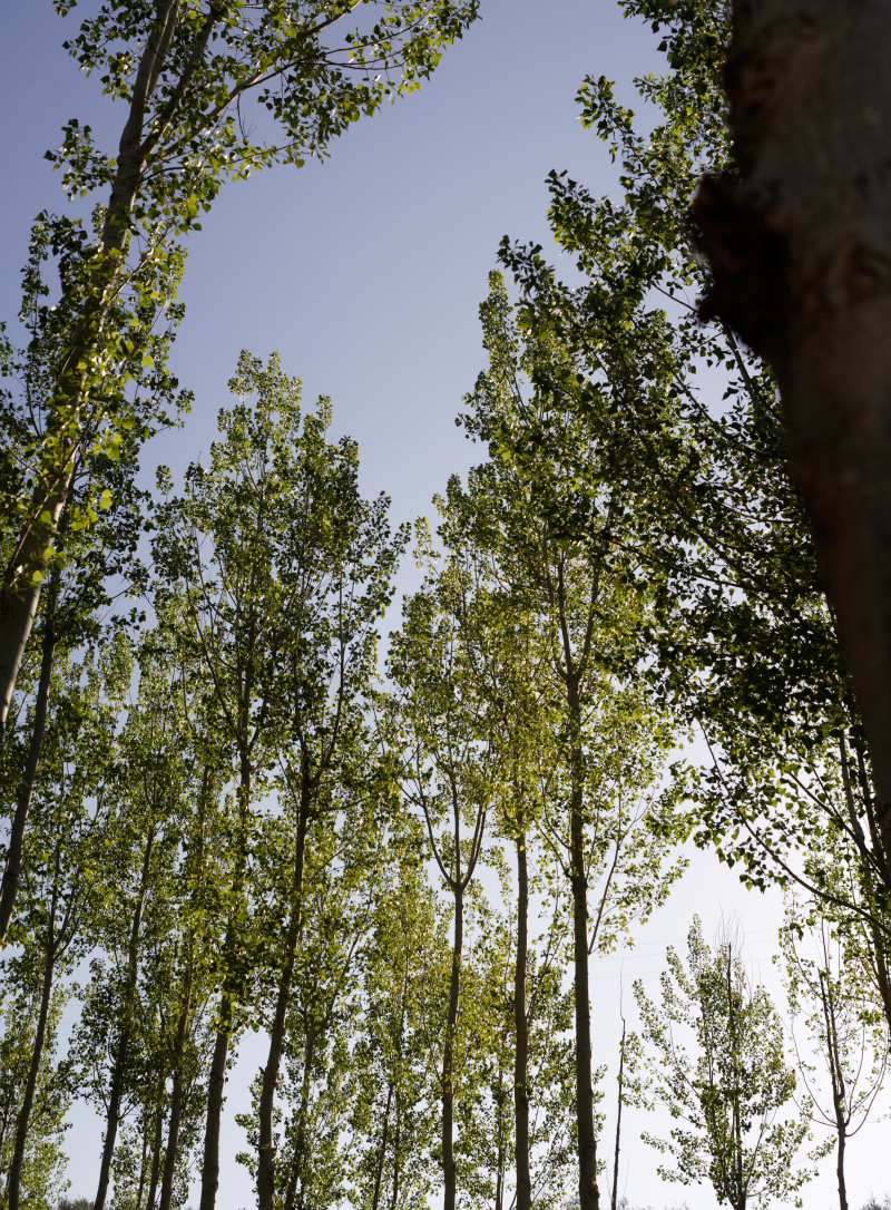 Bosque en Riofrío