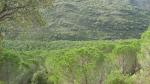 que bello verde