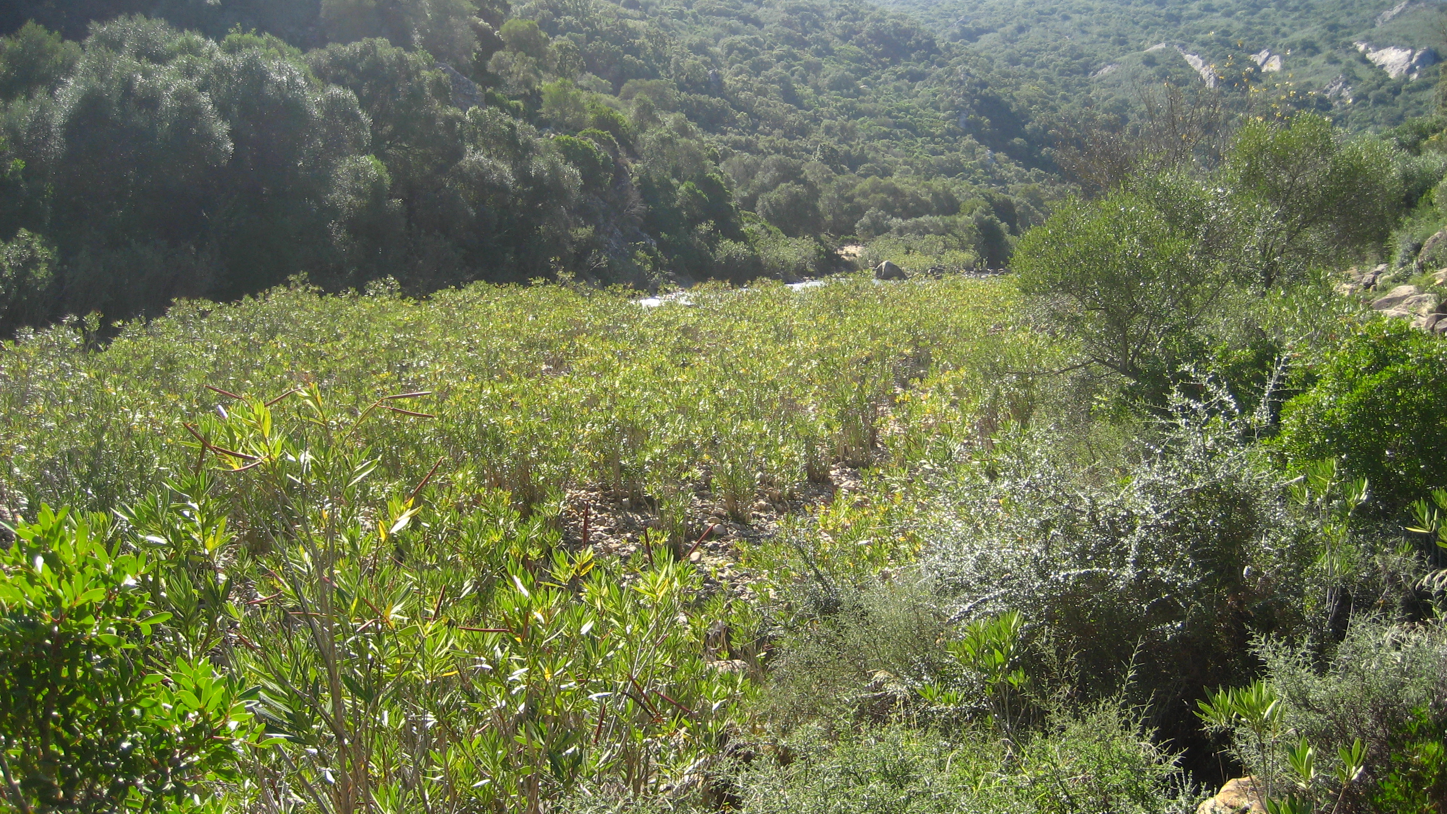 verdes riveras del rio