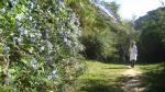 regreso entre flores de lavanda